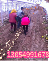 土豆收获机配件