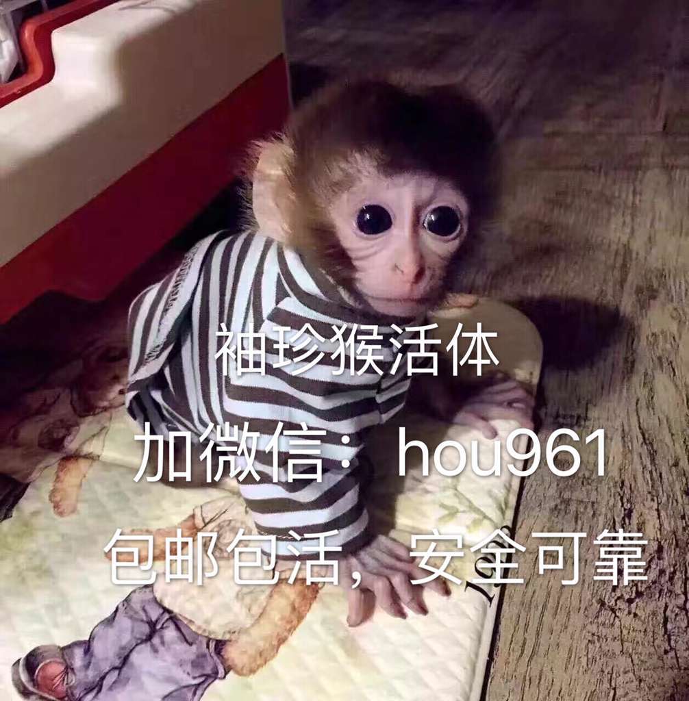 狗-宠物猴活体-狗尽在阿里巴巴-黄光裕国有股