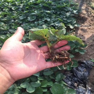 ��ݮ�� �¼��t�ݮ����� ��ݮ����ɻ� ��ݮ��ֲ��r��