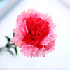 Factory Direct Sale Carnation Simulation Flower Wholesale Single Pseudo -Flower Decoration Silk Flower Mother's Day Decoration Teacher's Day spot