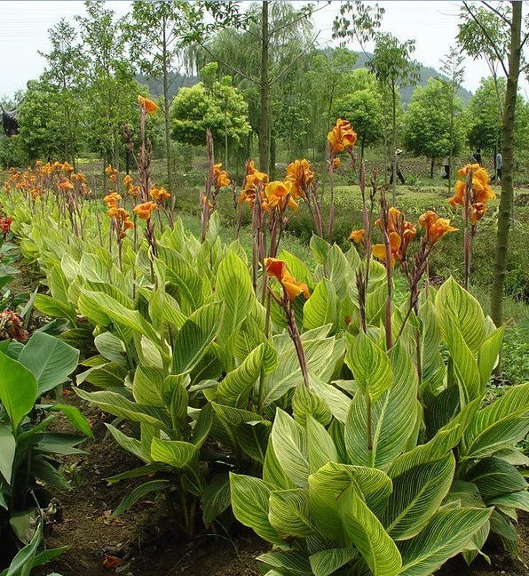 Водные растения, такие как канна, поставляются напрямую с базы. Они имеют красивый внешний вид и красивые цветы. Они доступны со склада.