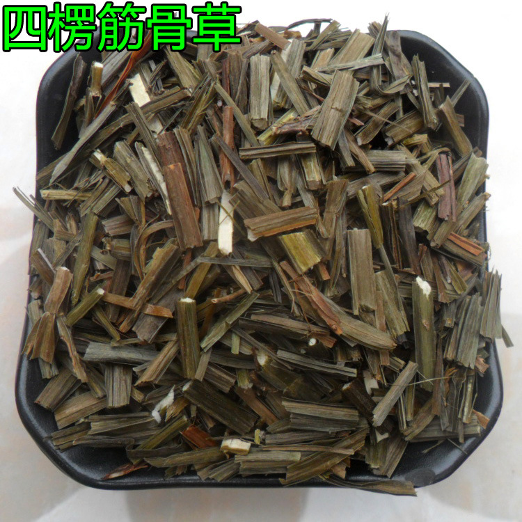 四楞筋骨草3