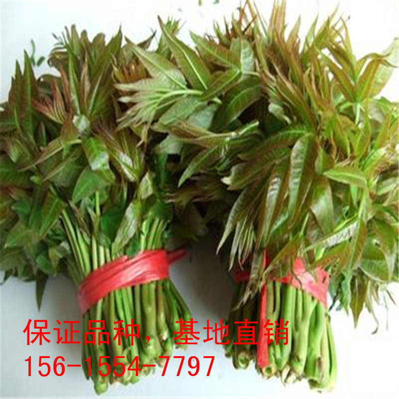 u=2268909043,3701094156&am