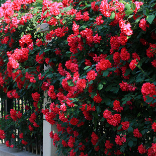 Оптовые саженцы из розы многослойные сеянчики роз