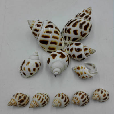 Conch Manufactor Direct selling Natural Babylonia Conch shells Raw materials of small conch wholesale shell raw material wholesale