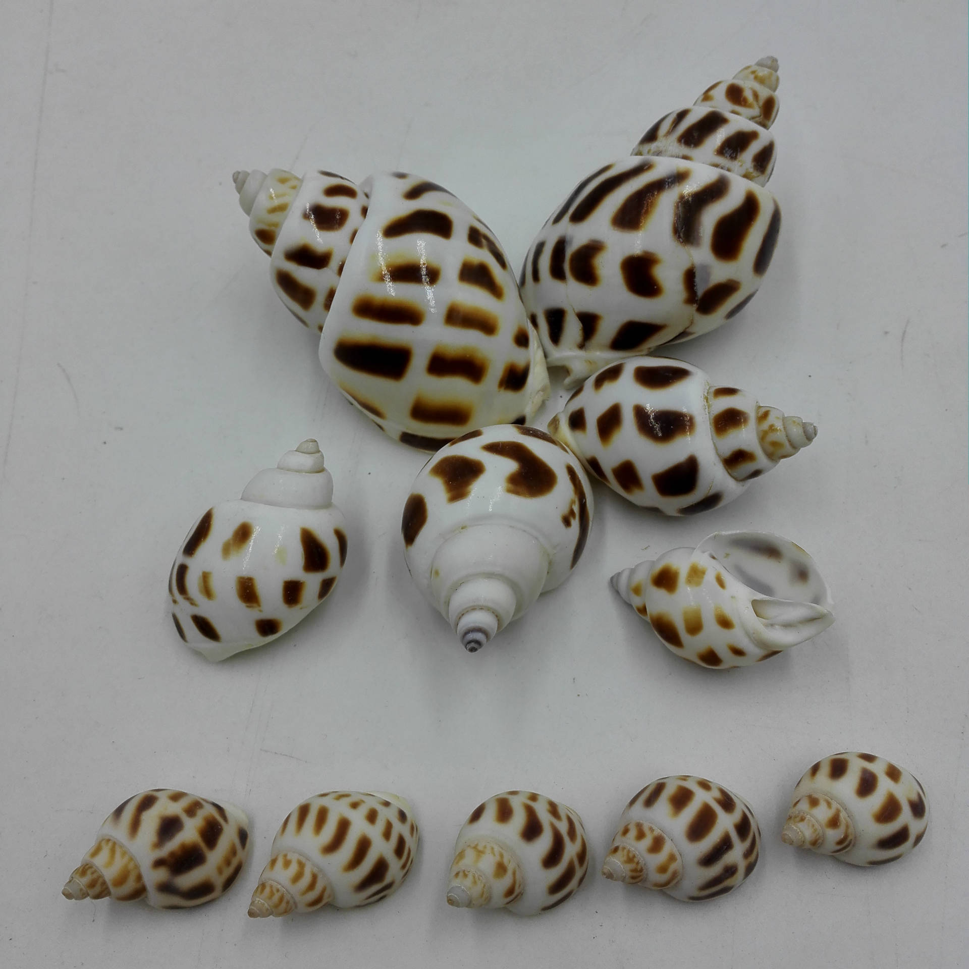 Conch Manufactor Direct selling Natural Babylonia Conch shells Raw materials of small conch wholesale shell raw material wholesale
