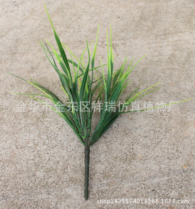 XRB-155把束大秧苗2