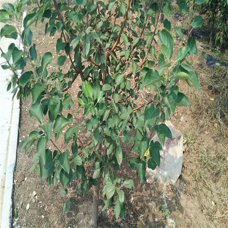 QQ图片20161004100258