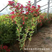 工程绿化苗木花卉  苗木基地生产 花卉批发小盆栽批发 红王子锦带
