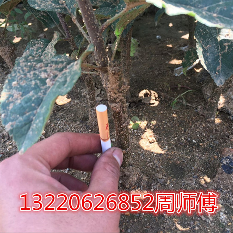 2DA10F8D18BABB4638DB2B9D813545