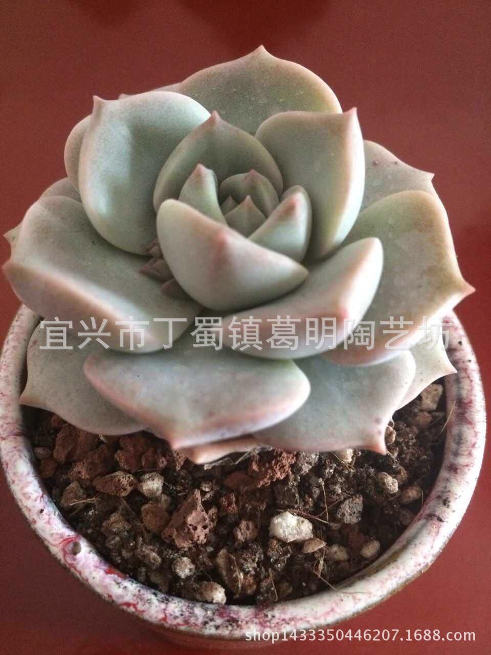 136109436015575753花