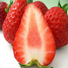 出售淡雪草莓苗 淡雪草莓苗批发基地 现挖现卖新品种草莓苗