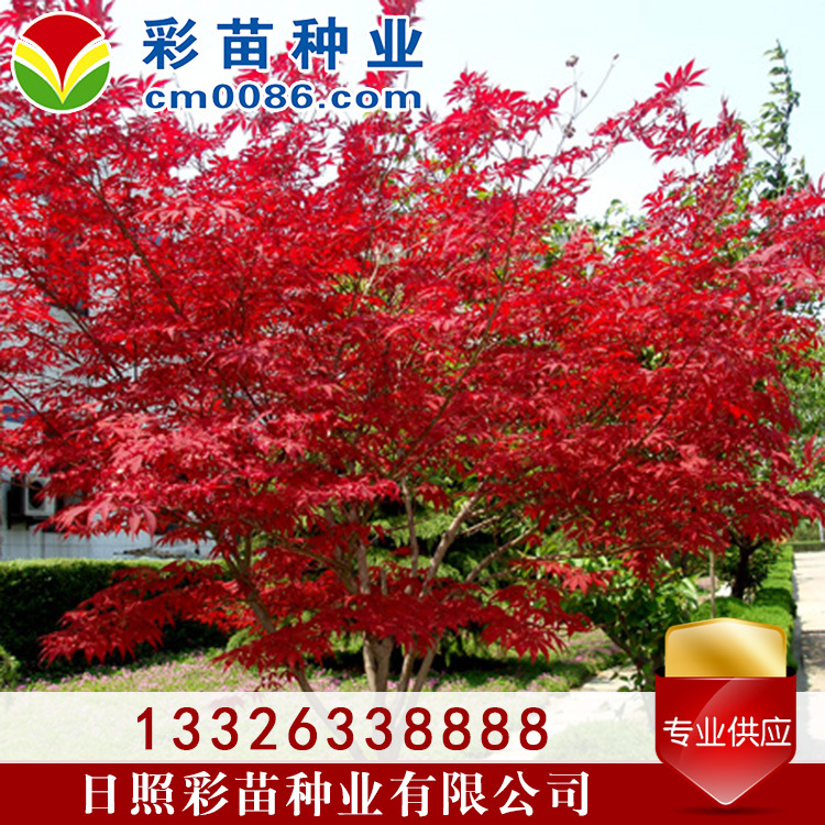 日本红枫小树景观