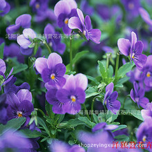 批发草花种子 紫罗兰种子 家庭园艺观花植物 正品保证 发芽率高