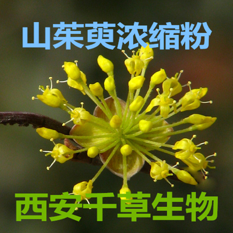 山茱萸浓缩粉_副本