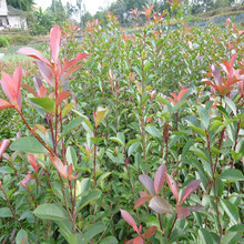 红叶石楠苗大量供应 红叶石楠苗高杆 红叶石楠苗很易成活