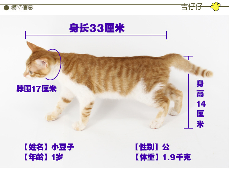 K006花朵款伊丽莎白圈详情图_21