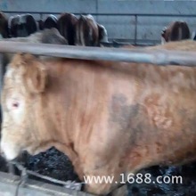 供应杂交肉牛 改良夏洛莱肉牛 小架子牛 种牛价格 肉牛犊价格