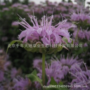 美國薄荷花種子圖片 海量高清美國薄荷花種子圖片大全 阿里巴巴