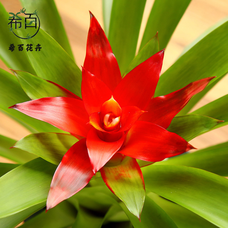【基地直供】观赏凤梨花卉植物盆景小盆栽鸿运当头（A90）小红星-阿里巴巴