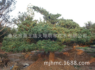 ������ ���������  �� �؏�20����,�e���쾰�G��,���̾G�����l