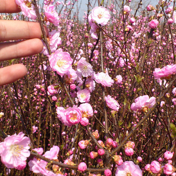 【绿化工程报价单】园林绿化工程价格_绿化工