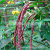 Purple -red bean horn seeds hanging noodles with red bean seeds four seasons of bean seeds vegetable bean seeds original 30 grams