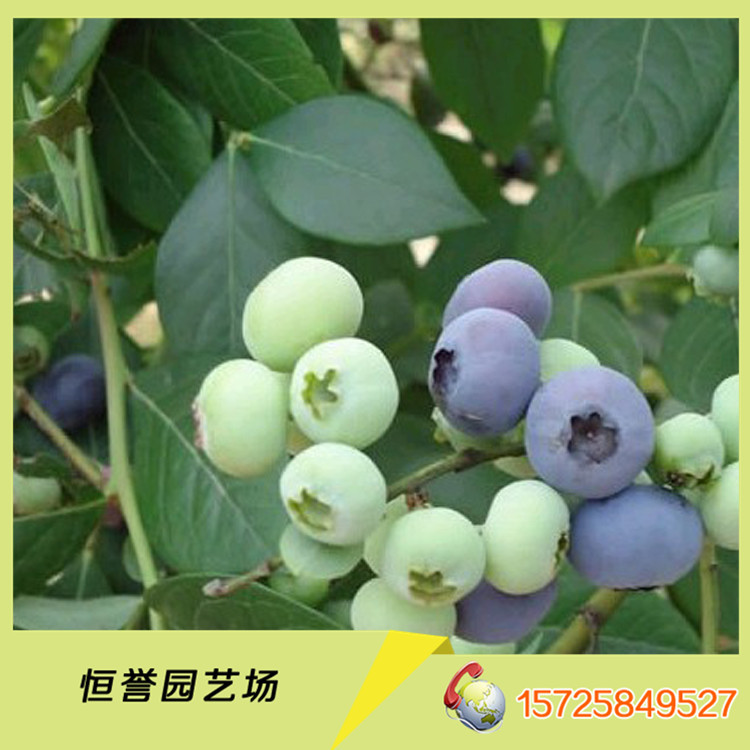 蓝莓苗78~W5BMTFC(`X5QHV09GD_J