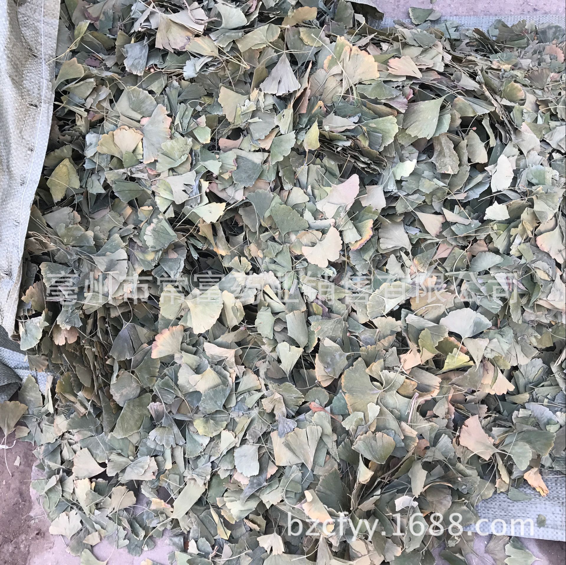 Ginkgo Leaf Tea Yin Xing Ye Dried Ginkgo biloba Leaves Triangular Teabags Fresh Green Cut Leaf 500g in use