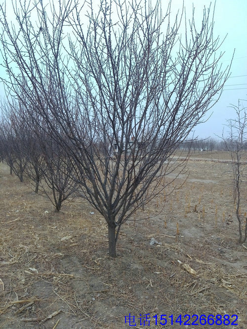 果树-包头种植什么果树好、请咨询朝阳市富源