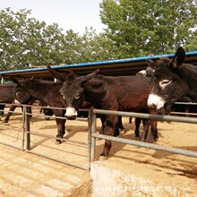 黑毛驴大型养殖场 出肉高的肉驴 肉牛养殖利润 毛驴价格