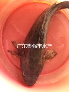 �V�|�S���~�����l ��ˮ���|�S���~�繩�� ���N��ˮ�~�����