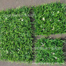 ƺ ش󎧻ܲƤ ˹Gֲƺ ߲  