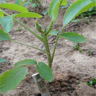 �޽Ӻ���������� ����������ăr�� ��������� ��Ƥ���Ҙ�