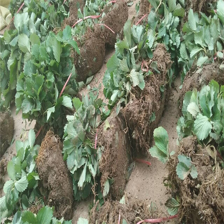 QQ图片20161212153833