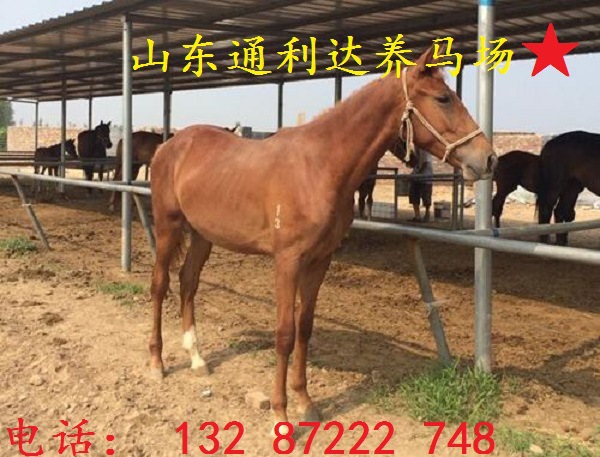 thumb_l_20150807083004_6743