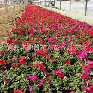 ����ţ �������Դ������l����ţ�r��ݻ� �@�ֹ���