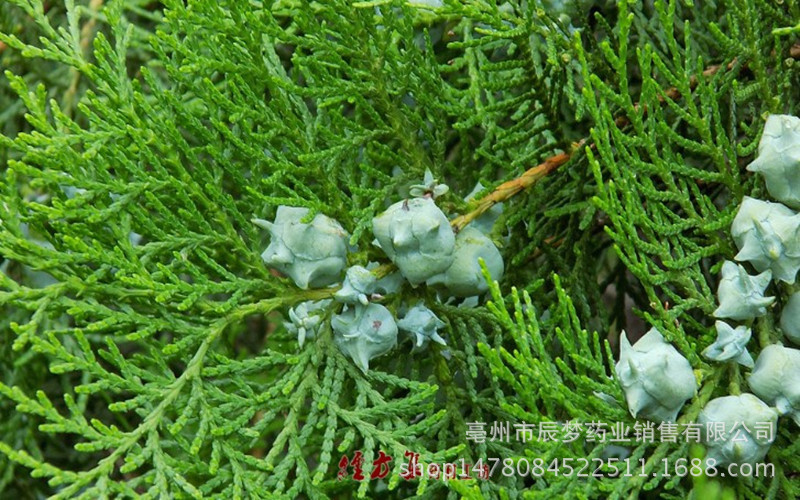 柏子仁植物,柏子仁图片植物,柏子仁酸枣仁_文秘苑图库