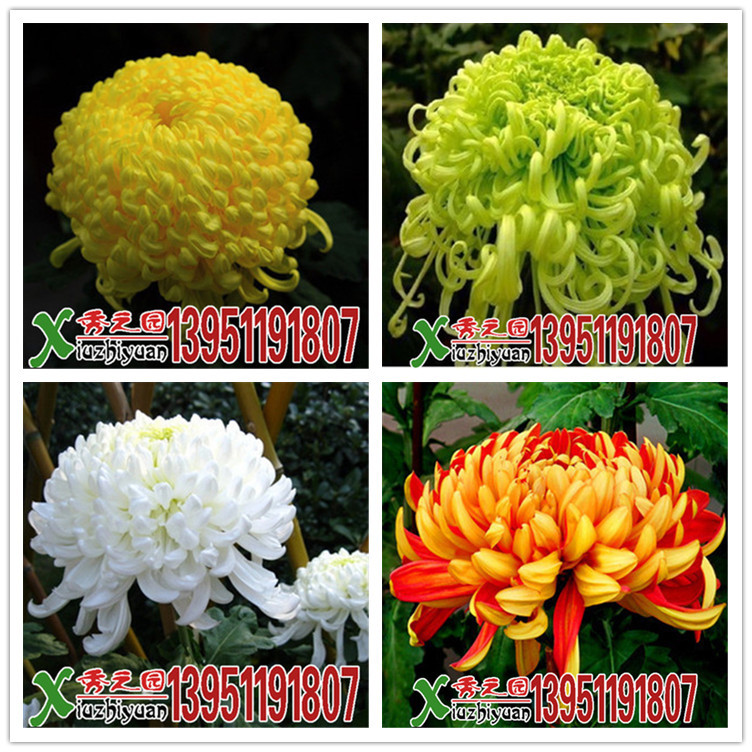 批发秋天盆栽大菊花红黄粉紫白荷兰菊多种颜色大苗带花发货 阿里巴巴