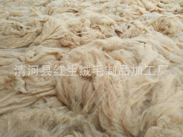 Manufacturer supplies combed fine camel hair