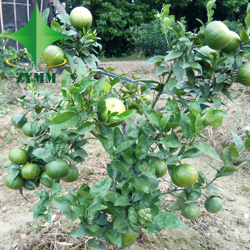 红美人柑橘苗_红美人柑橘苗供应商_红美人柑