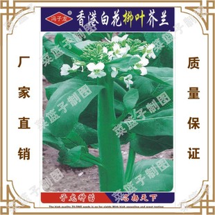 蔬菜种子厂家直售批零盆栽香港白花柳叶芥兰 阿里巴巴