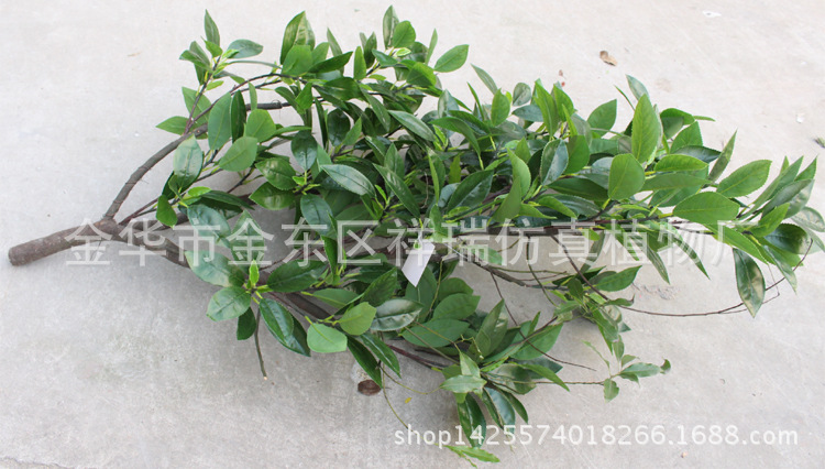 XRS-132单杆贵定云雾古茶叶树510叶