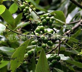 山胡椒油  山鸡椒油 植物香料油植物原料 香精香料