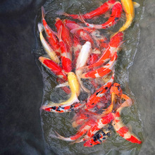 渔场景观鱼池及鱼缸养精品锦鲤批发红白大正黄金锦鲤活体视频选鱼