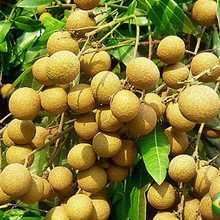 鲜桂圆价格_最新鲜桂圆价格\/批发报价_鲜桂圆