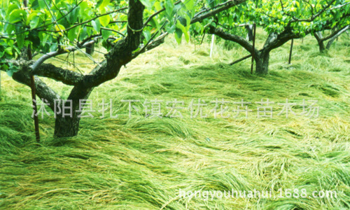 种子-果园绿肥草种鼠茅草-鼠茅草种子-草坪种子