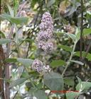 厂家批发 超临界萃取 密蒙花精油 单方精油 植物精油 按摩精油