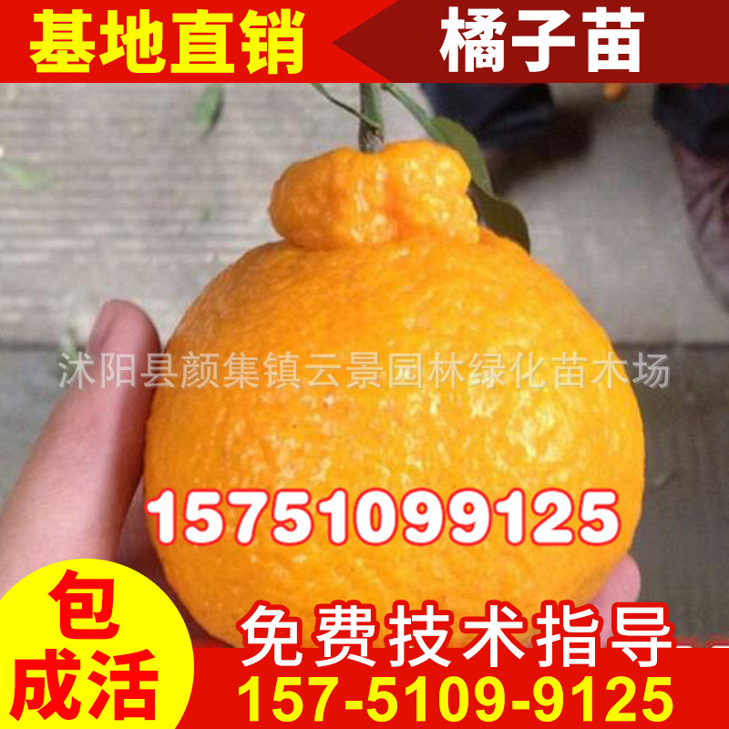 批发不知火果树种苗 嫁接不知火丑柑 丑柑苗 嫁接丑八怪橘子苗|ms