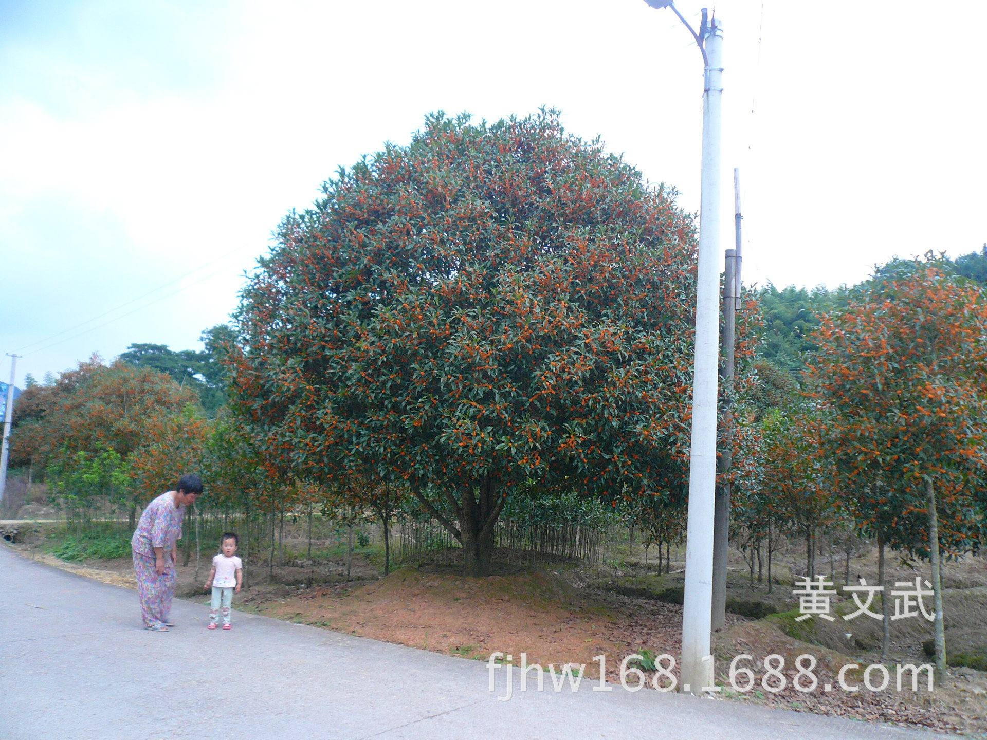 2016年10月17日，高端大气的丹桂树花开。